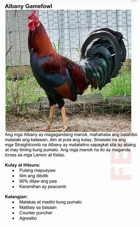 kulay ng manok ayon sa buwan|Balahibo ng manok na isasabong, dapat naaayon sa buwan.